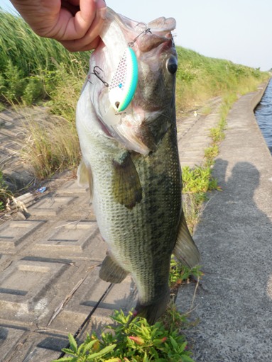 釣果情報