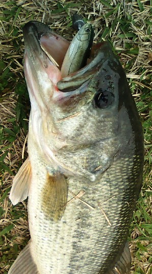 釣果情報