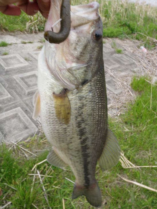 釣果情報